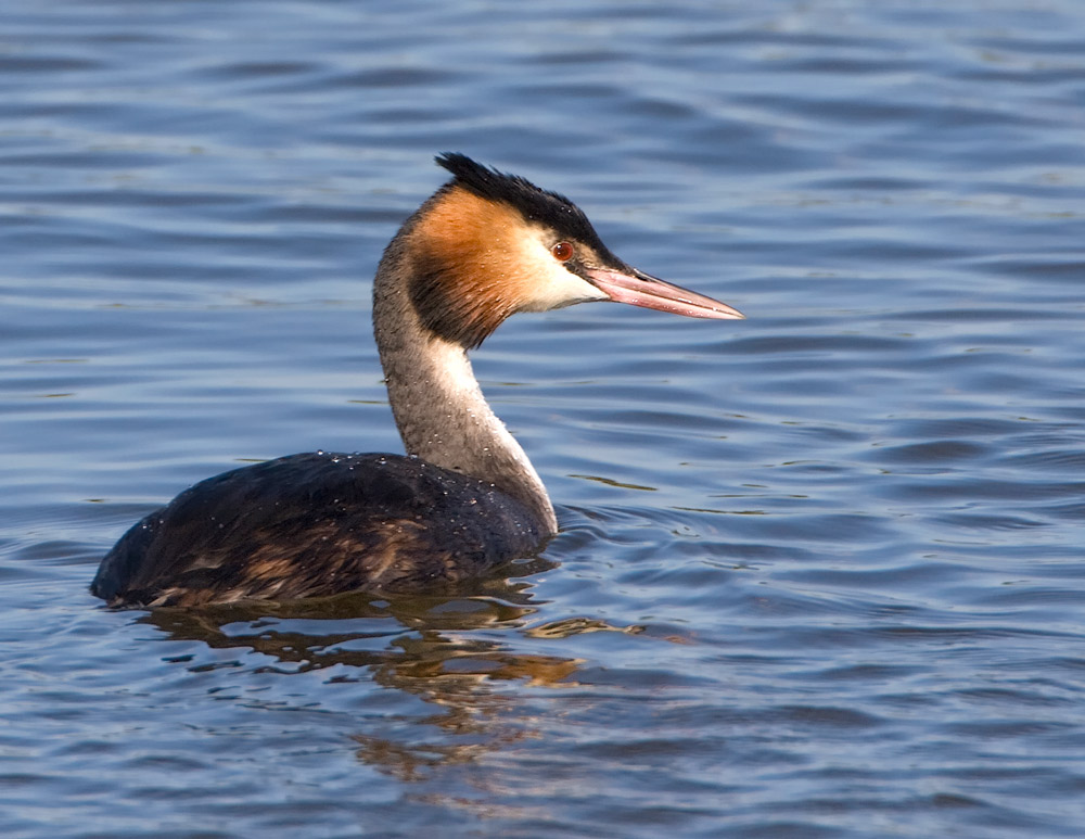 Haubentaucher am Kinzigsee