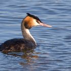 Haubentaucher am Kinzigsee