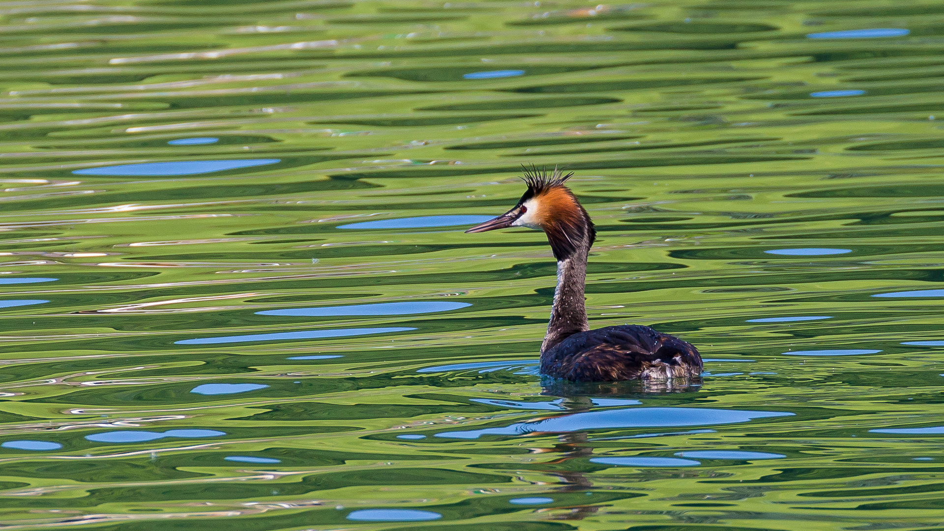 Haubentaucher am Mattsee