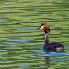 Haubentaucher am Mattsee