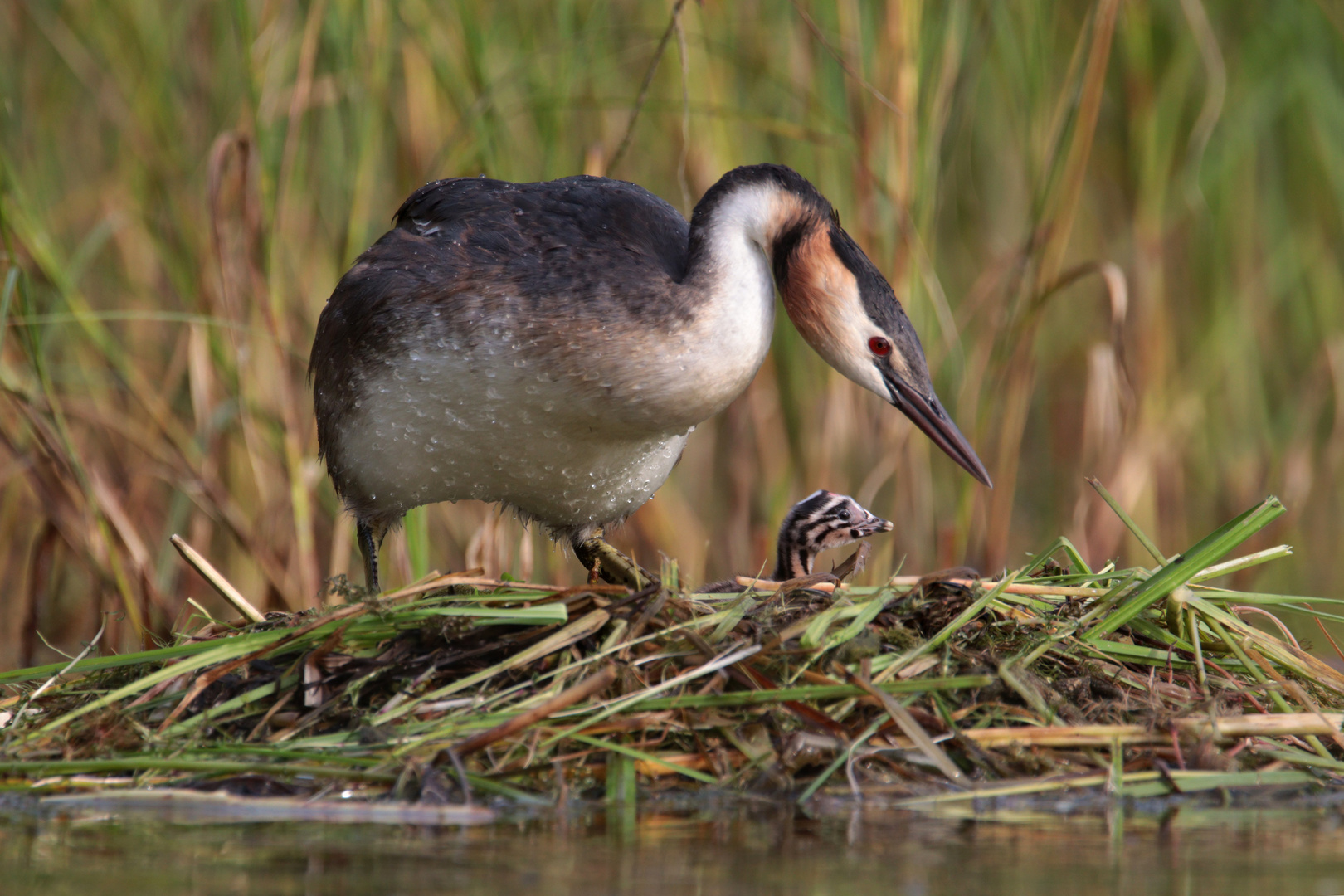 Haubentaucher am Nest