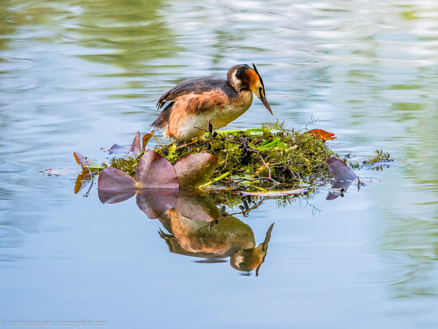 Haubentaucher am Nest