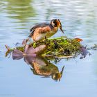 Haubentaucher am Nest