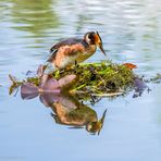 Haubentaucher am Nest