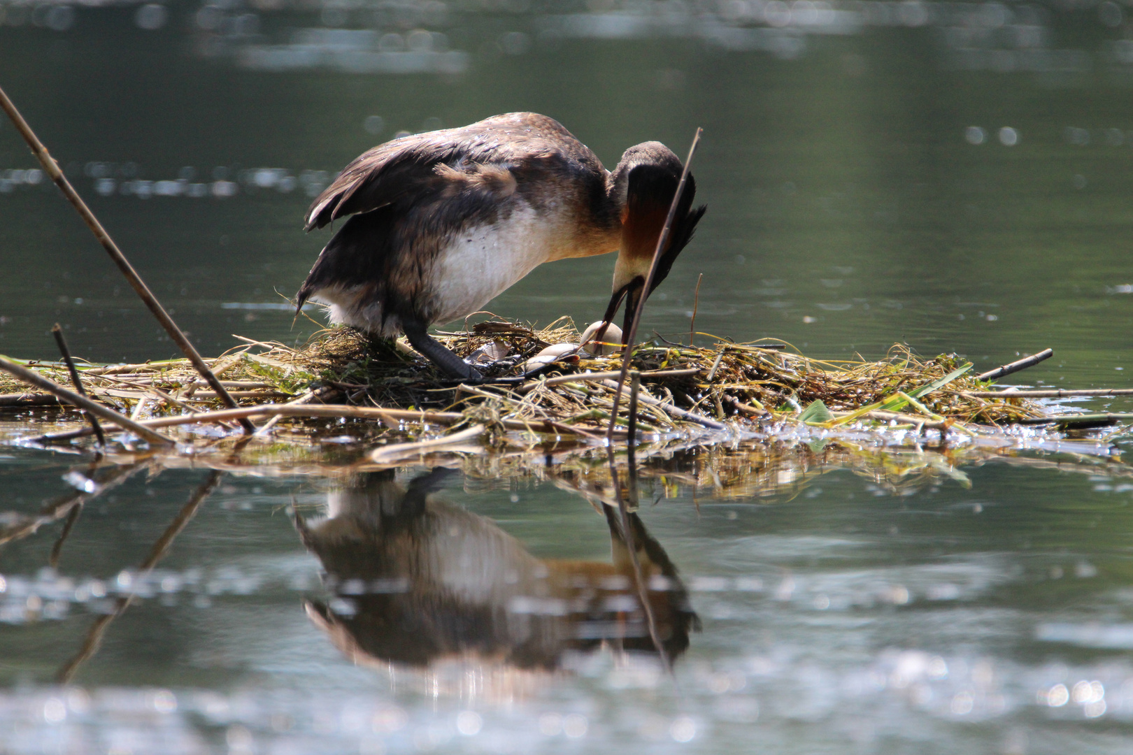 Haubentaucher am Nest