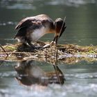 Haubentaucher am Nest