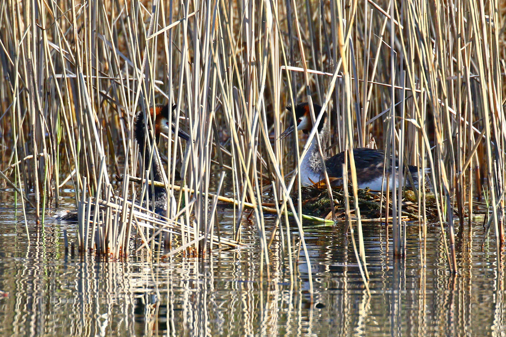 Haubentaucher am Nest