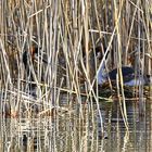 Haubentaucher am Nest