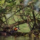 Haubentaucher am Nest