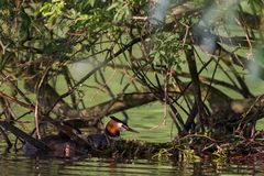 Haubentaucher am Nest