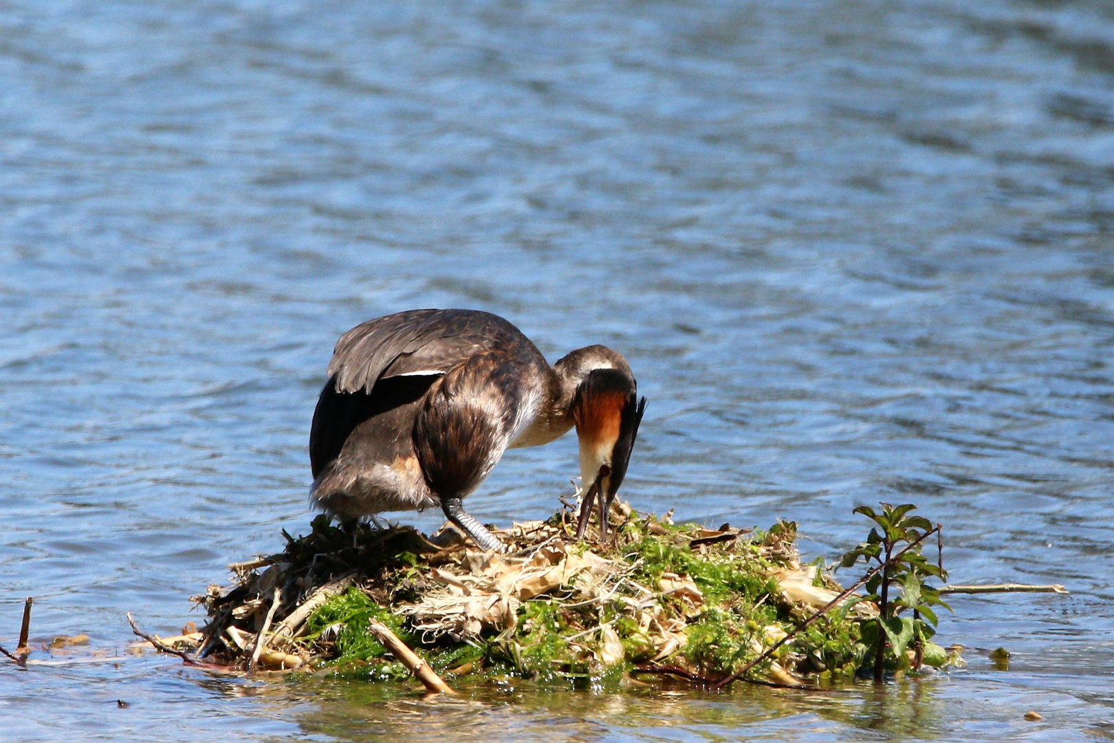 Haubentaucher am Nest