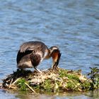 Haubentaucher am Nest