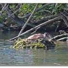 Haubentaucher am Nest