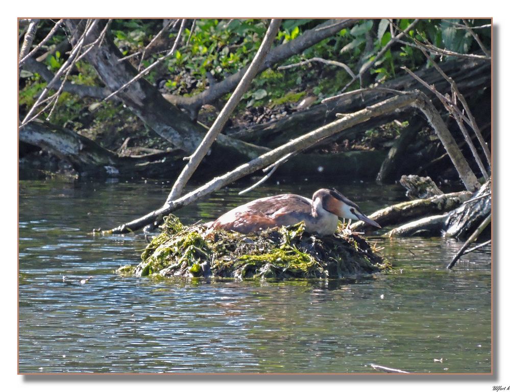 Haubentaucher am Nest