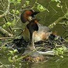 Haubentaucher am Nest