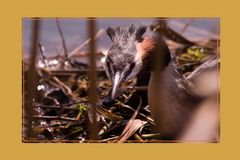 Haubentaucher am Nest