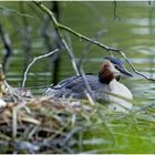 Haubentaucher am Nest (ND)