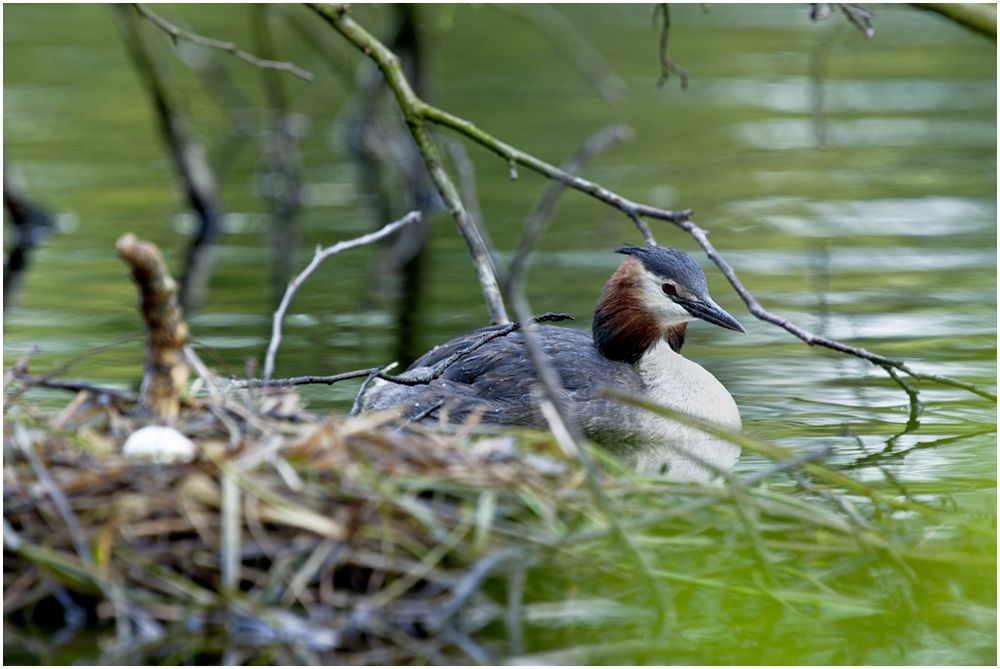 Haubentaucher am Nest (ND)