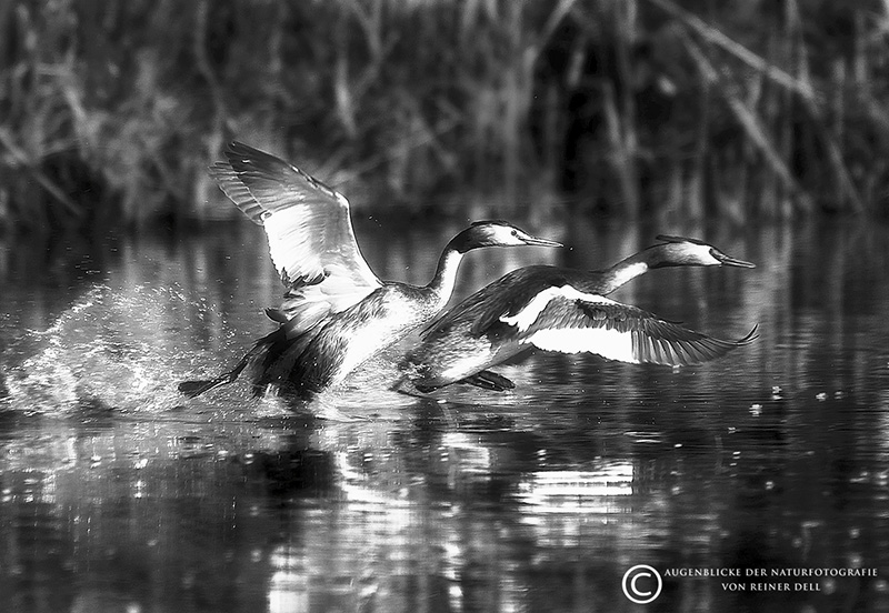 Haubentaucher am Plöner See