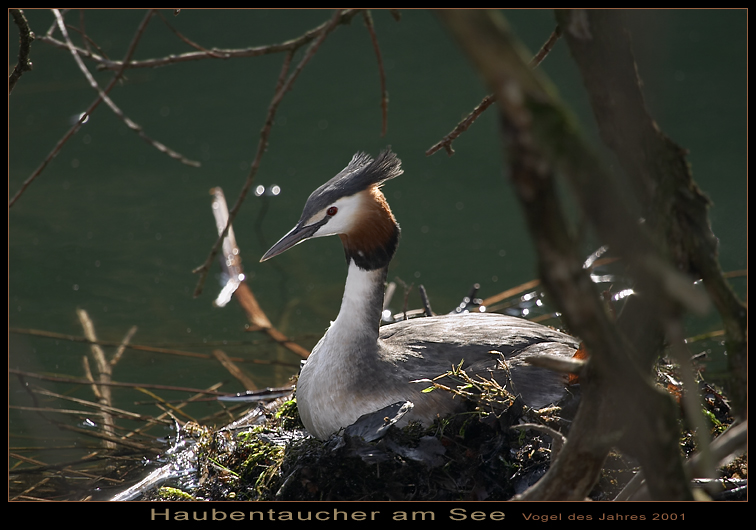 Haubentaucher am See (Reload)