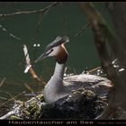 Haubentaucher am See (Reload)