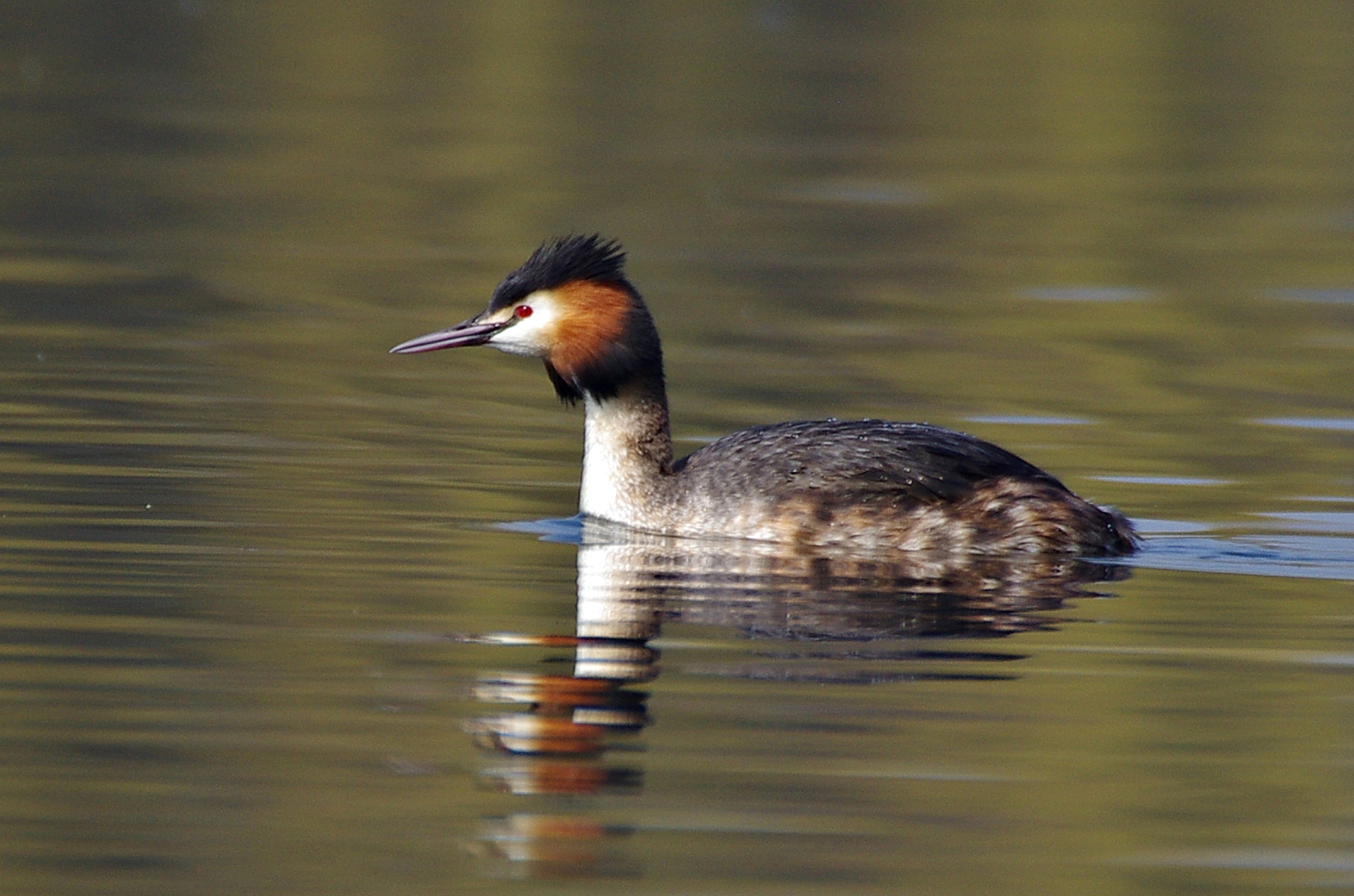 Haubentaucher am Silbersee ( 2 )