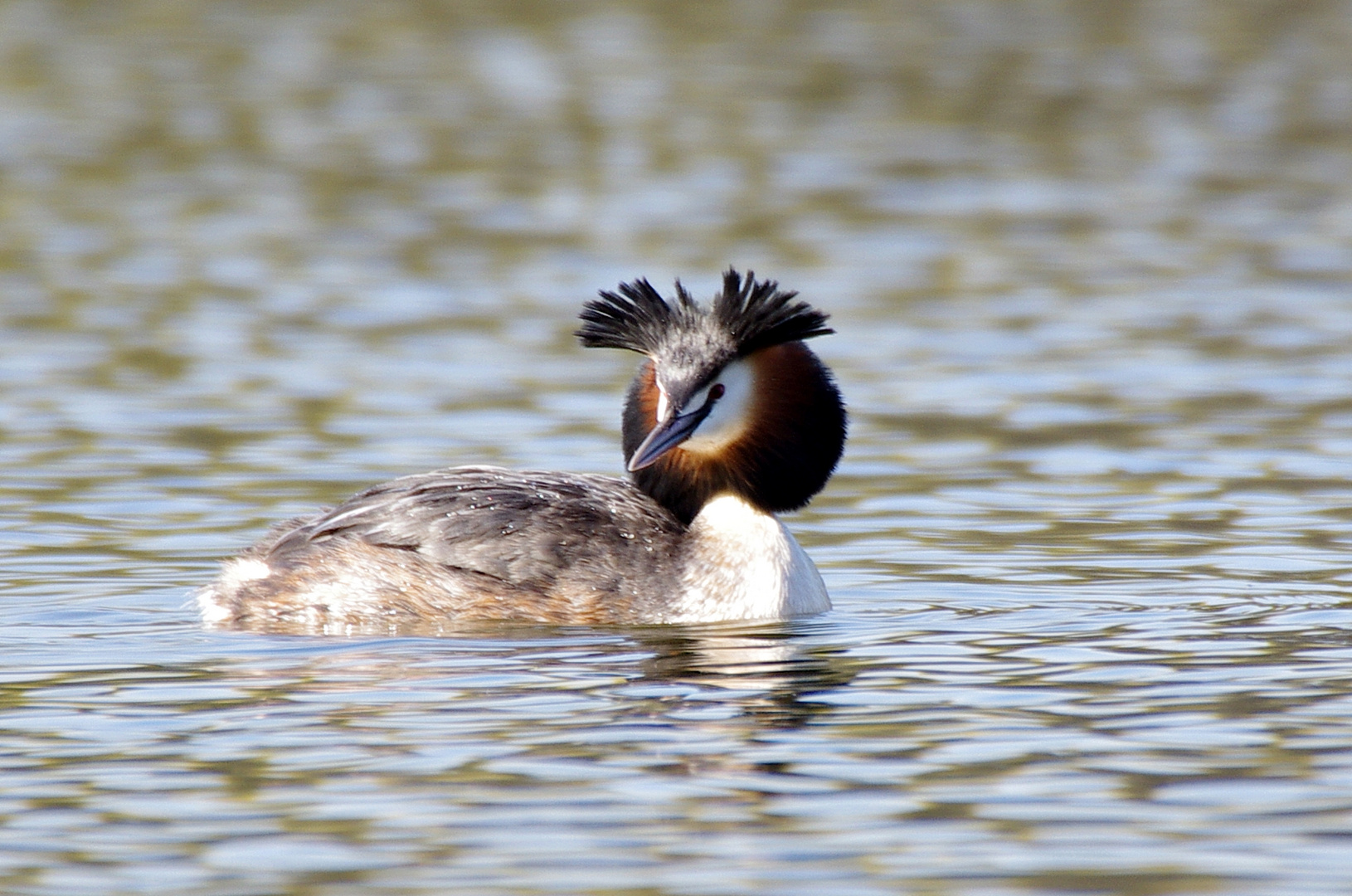 Haubentaucher am Silbersee