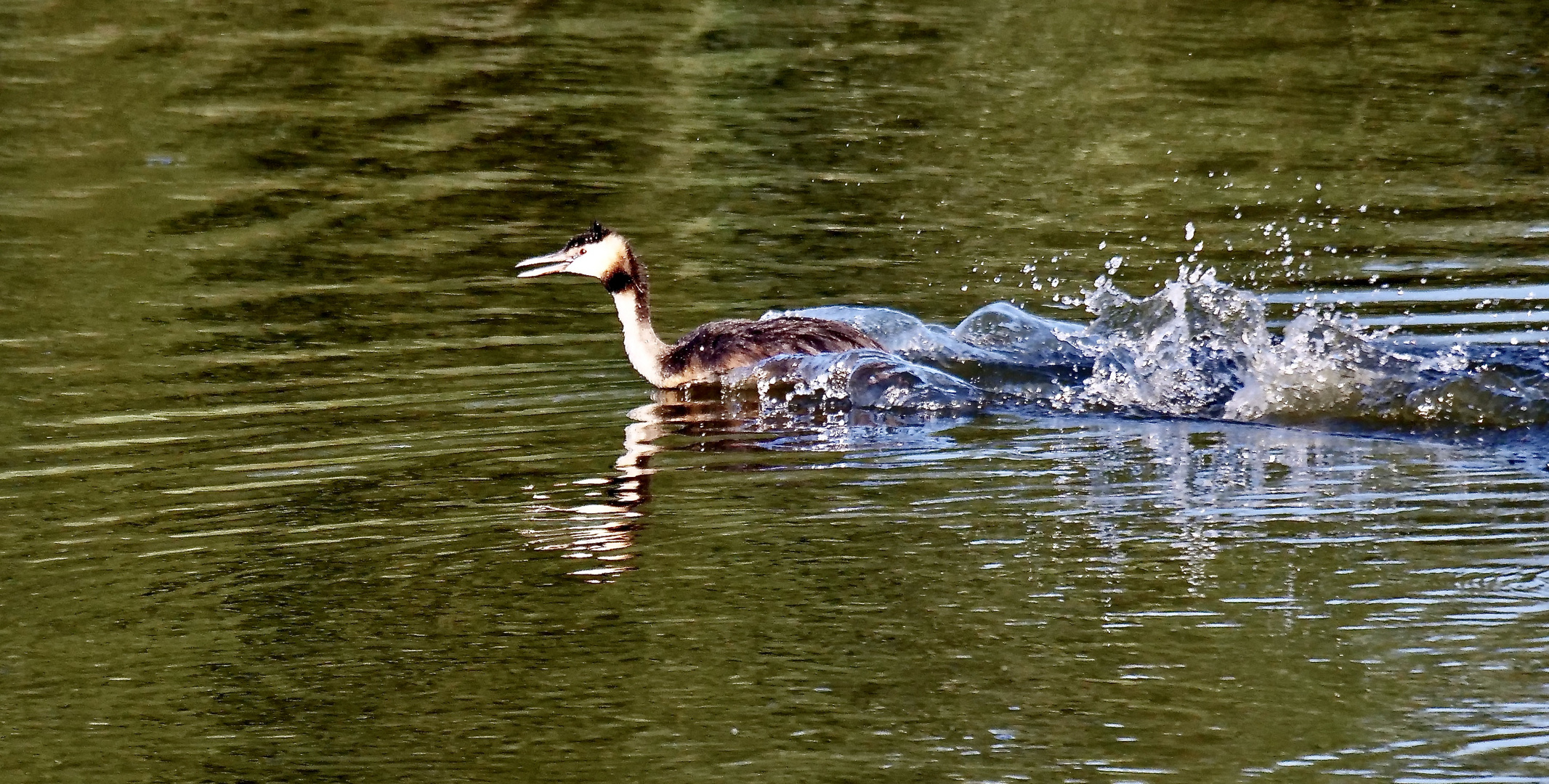 Haubentaucher am Steinhorster Becken