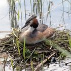 Haubentaucher am Steinhuder Meer