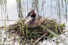 Haubentaucher am Steinhuder Meer