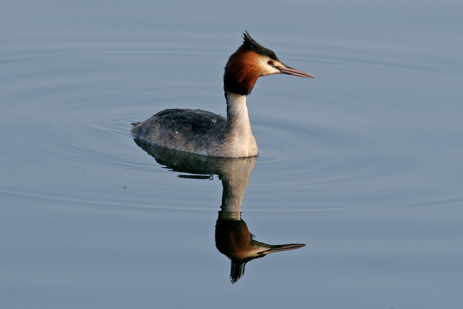 Haubentaucher am Toeppersee