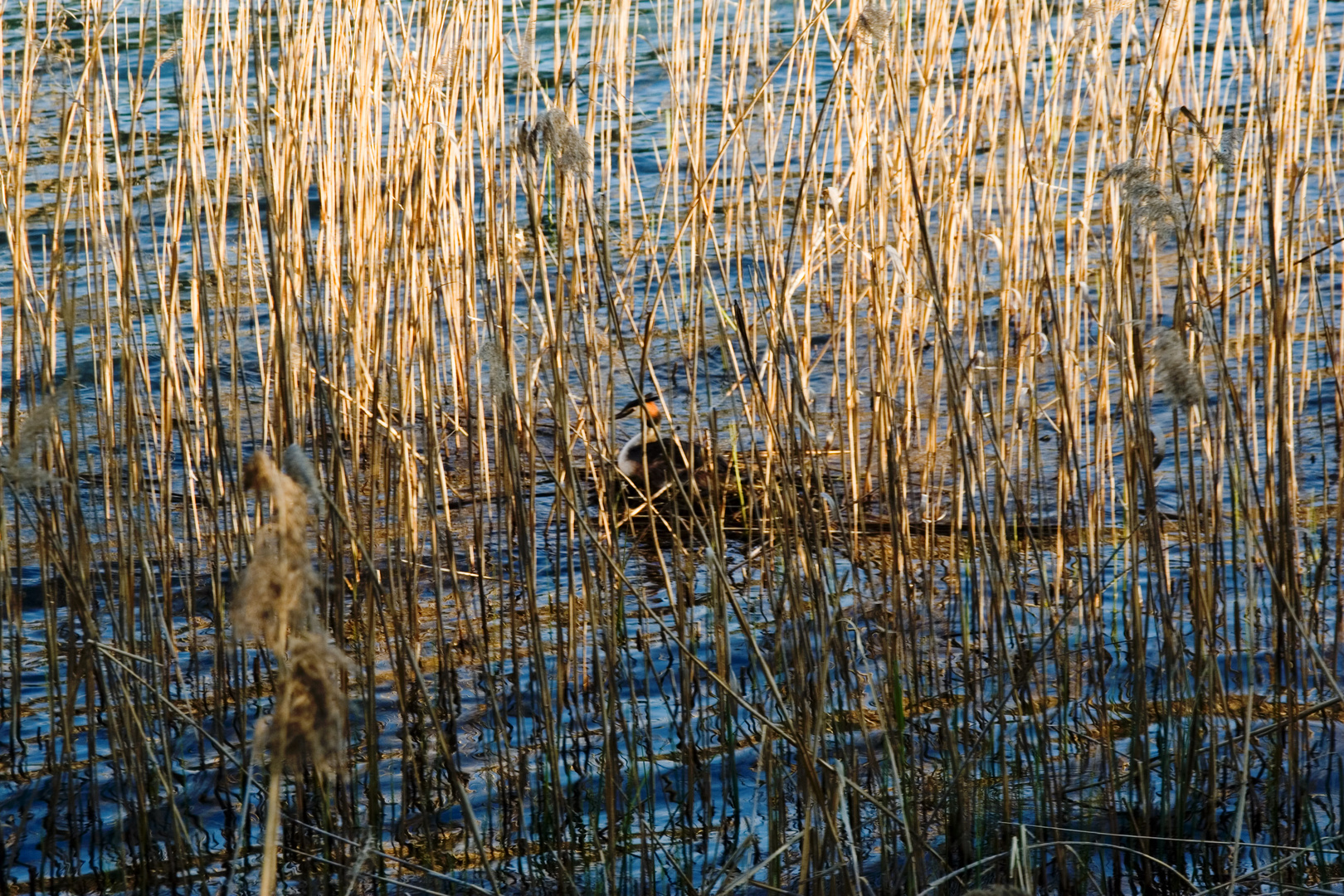 Haubentaucher am Weissensee