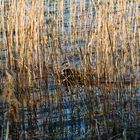 Haubentaucher am Weissensee