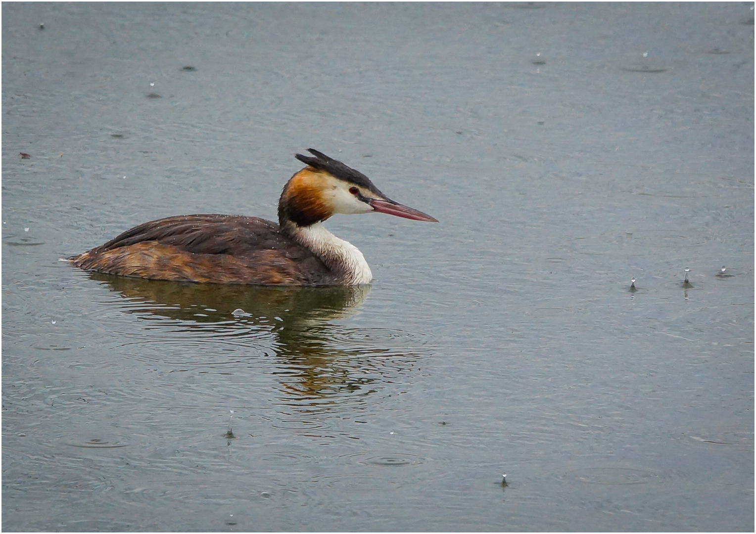 Haubentaucher an der Donau