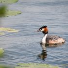 Haubentaucher an der Donau