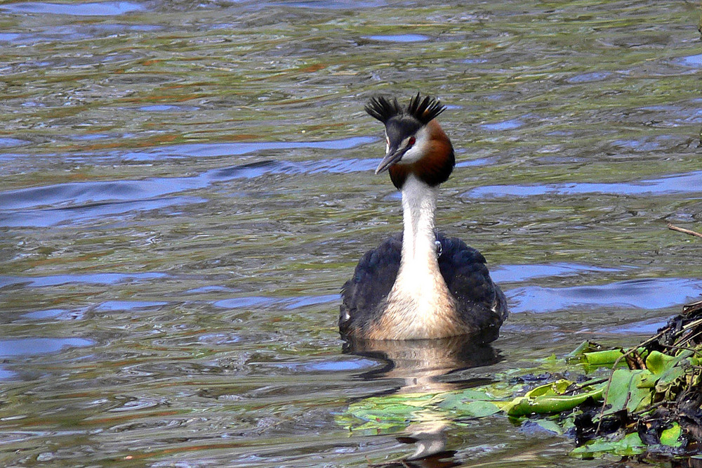 Haubentaucher an seinem Nest