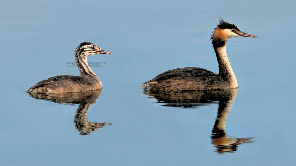 Haubentaucher auf dem Aartalsee