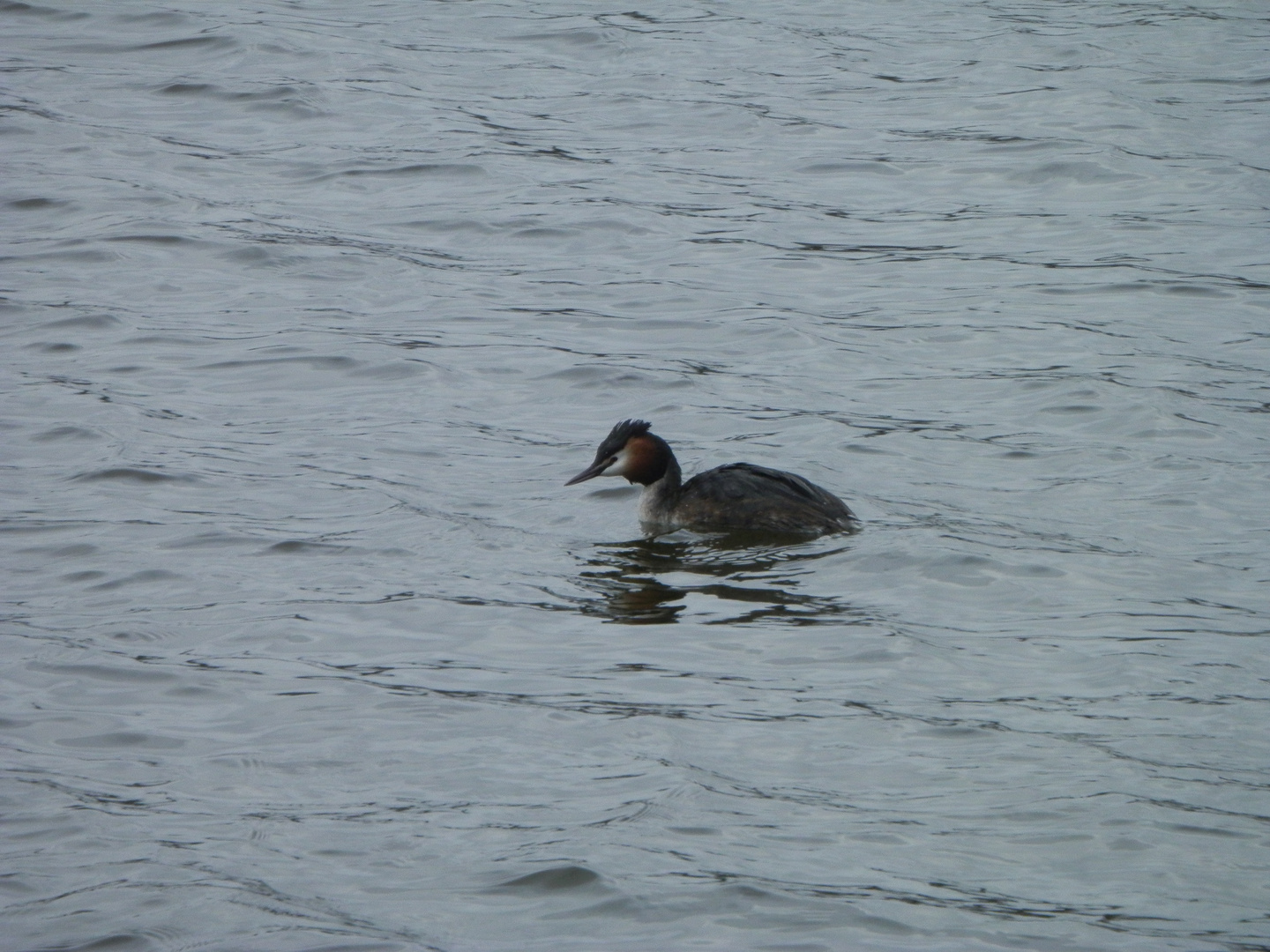 Haubentaucher auf dem Aasee in Münster