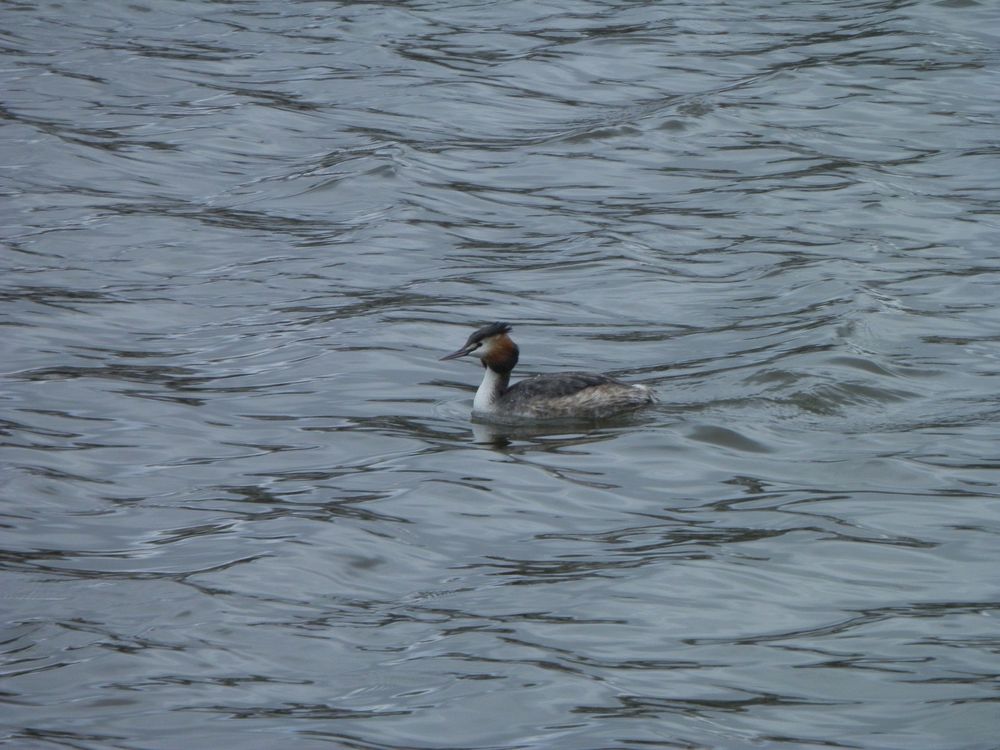 Haubentaucher auf dem Aasee in Münster