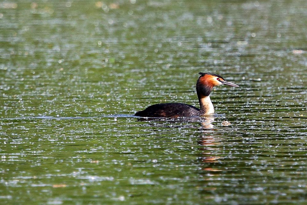 Haubentaucher auf dem Bruchsee