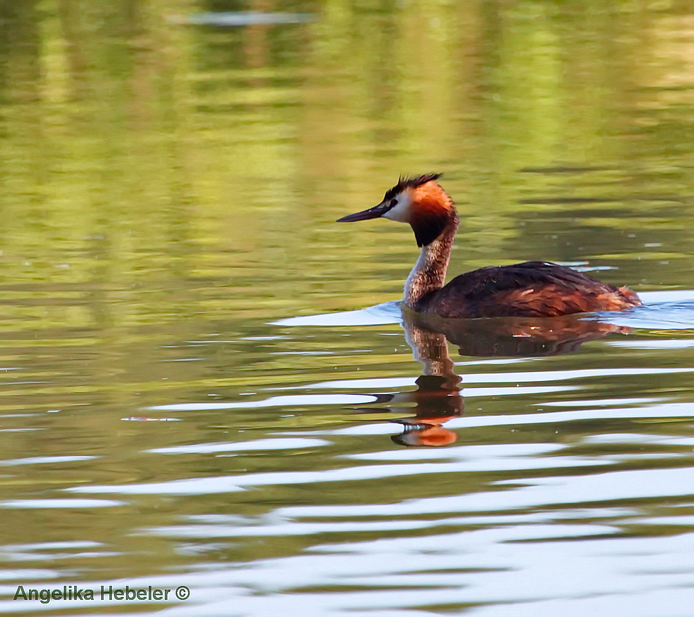 Haubentaucher auf dem Hengsener Stausee