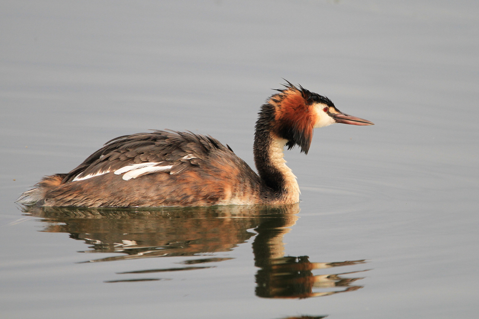 Haubentaucher auf dem Möhnesee