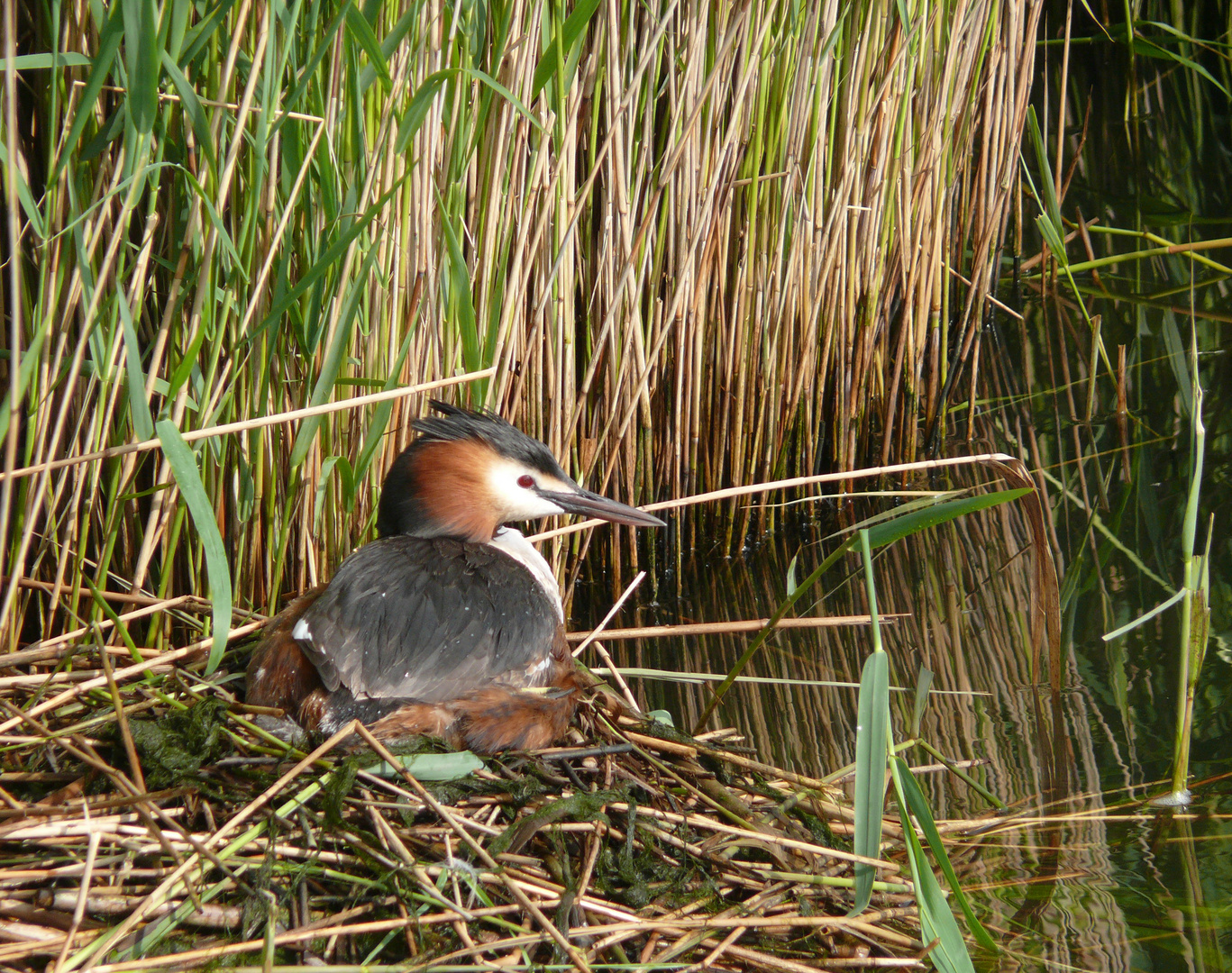 Haubentaucher auf dem Nest