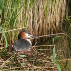 Haubentaucher auf dem Nest