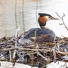 Haubentaucher auf dem Nest