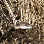 Haubentaucher auf dem Nest