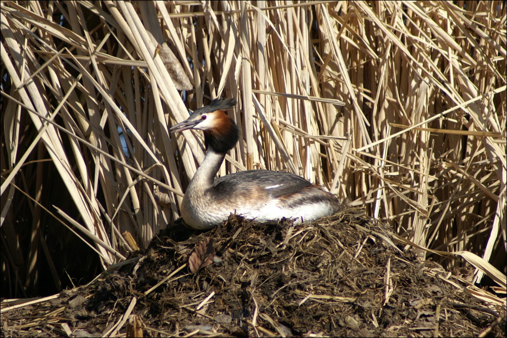 Haubentaucher auf dem Nest