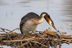 Haubentaucher auf dem Nest