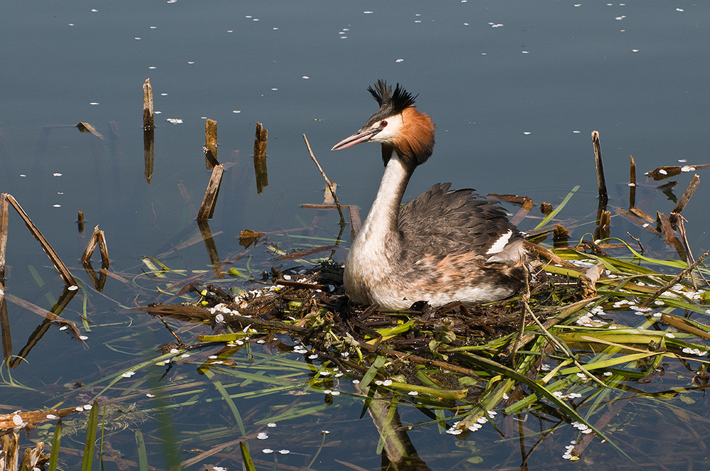 Haubentaucher auf dem Nest