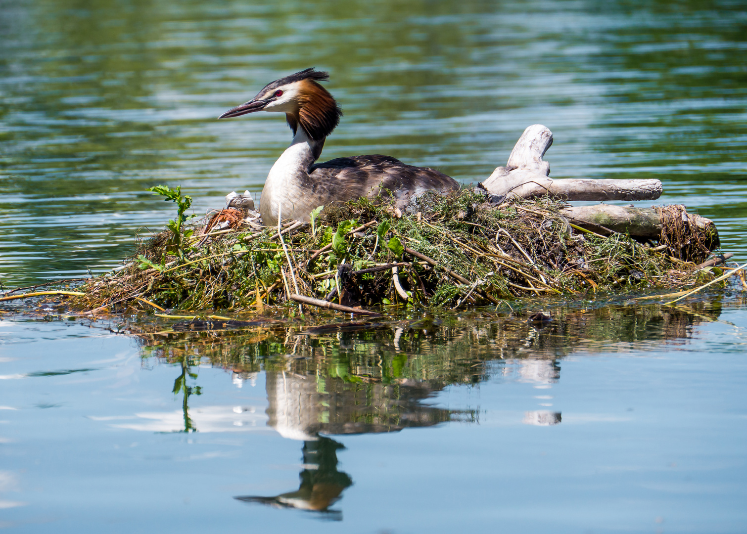 Haubentaucher auf dem Nest